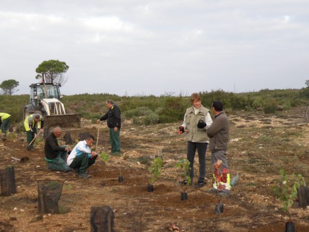 plantation 2011
