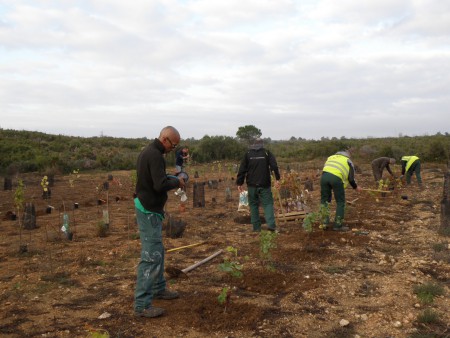 plantation 2011