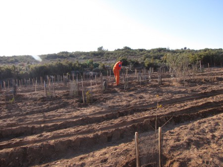 zone de plantation 8 décembre 2013 : partenariat Carrefour Grand Vitrolles-ONF-APMN