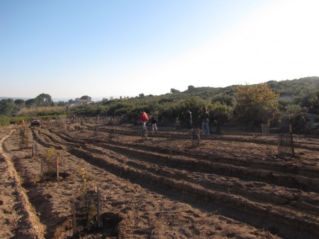 zone de plantation 8 décembre 2013 : partenariat Carrefour Grand Vitrolles-ONF-APMN