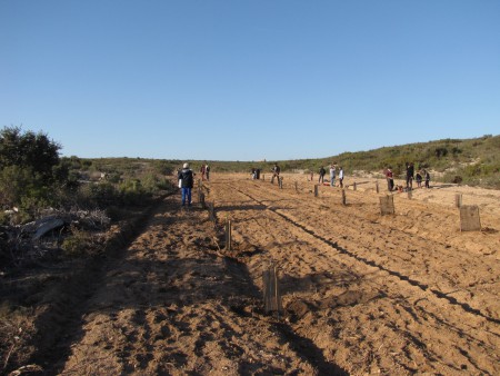 zone de plantation 8 décembre 2013 : partenariat Carrefour Grand Vitrolles-ONF-APMN